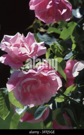 PINK ROSES (ROSA) IN FULL BLOOM Stock Photo