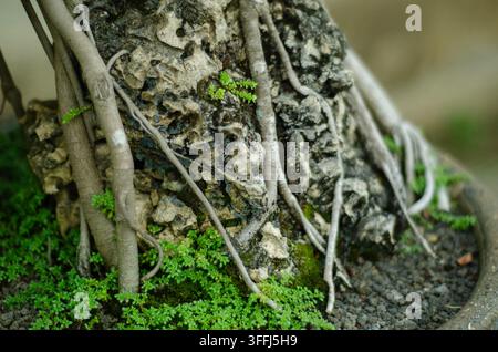 Detailed bonsai banyan tree with lush green foliage and natural aerial roots in pot. Stock Photo