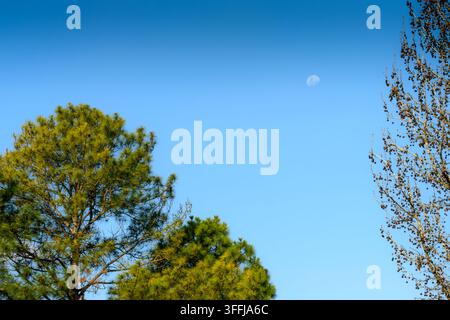 Clear sky with crescent moon above pine and leafy trees. Green coniferous trees frame the scene. Branches extend upward against the blue expanse. Stil Stock Photo