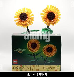 Built lego sunflowers from the botanicals collection shown with their original retail packaging box on white back Stock Photo