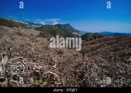 corns field on the hill that die out cause of lack of water Stock Photo