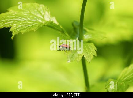Lily beetle on a green leaf. Close-up of the insect. Lilioceris lilii. Stock Photo