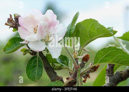 Malus domestica Ashmead's Kernel, apple Ashmead's Kernel, dessert apple blossom in late spring Stock Photo