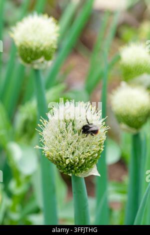 Allium fistulosum, Welsh onion, bee feeding on creamy-white flowers in late spring Stock Photo