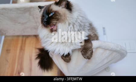 a cozy indoor scene featuring a yawning ragdoll cat relaxing near a wall on a wooden floor, surrounded by brown and white fur and fabric. the serene a Stock Photo