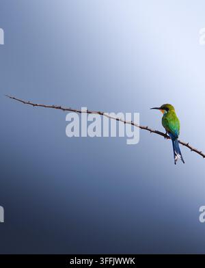 Swallow-tailed bee-eater perched on a thorn branch in Namibia Stock Photo