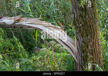 A large broken tree trunk curves away from its damaged base amid dense green vegetation in a forest or park. Tree damage and natural breakage Stock Photo
