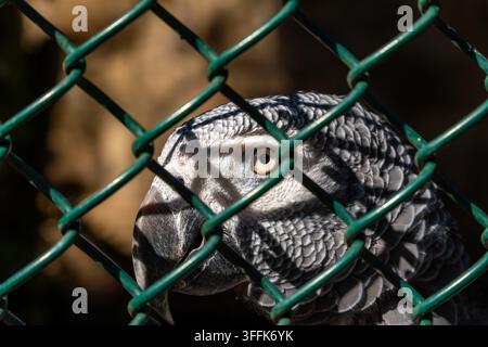 Detailed close-up portrait of an African grey parrot seen through a green wire mesh enclosure. The bird's striking pale eye, textured gray feathers, a Stock Photo