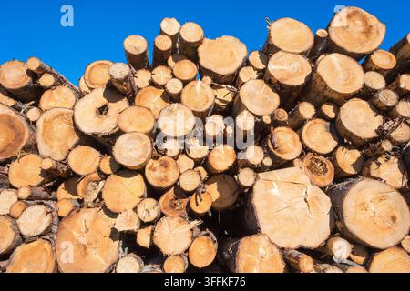 Felled trees in a stack Stock Photo