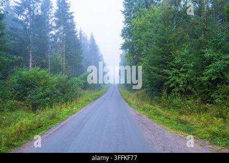 Dirt road in a a misty forest Stock Photo