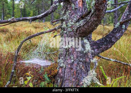Spider Web on an old tree trunk on a bog Stock Photo