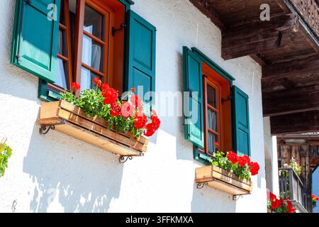 Two Windows with Green Shutters and Red Geraniums on White Facade of Alpine House at Sunny Stock Photo