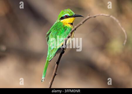 Swallow‑tailed bee‑eater perched on branch in Africa Stock Photo