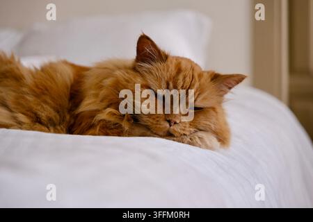 Fluffy Ginger Cat Sleeping Peacefully on Soft White Bed at Home Stock Photo