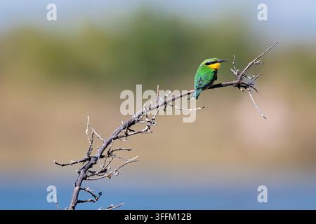 Swallow‑tailed bee‑eater perched on branch in Africa Stock Photo