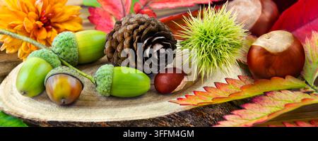 Natürliche Dekoration im Herbst mit Kastanien, Eicheln, Blumen, Maronen und Herbstlaub Stock Photo