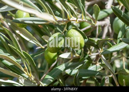 Close-up of fresh green olives hanging from a branch of an olive tree in Spain. Stock Photo