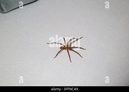 A close-up high-angle shot of a large brown spider positioned on white bed linen, with the corner of a soft pillow visible in the frame. Stock Photo