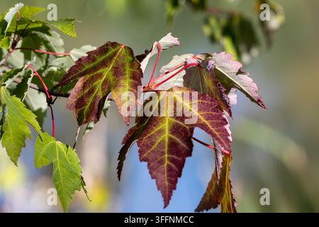 Sunlit maple leaves showing vivid purple red and green autumn colors, with bright veining and red stems against a softly blurred natural background. Stock Photo