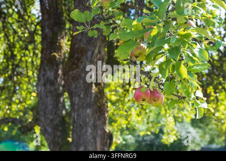 Ripe red and green apples hanging from a leafy branch of an old apple tree in a sunny orchard. Natural seasonal fruit harvest scene with rustic countr Stock Photo