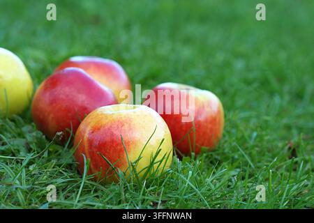 Horizontal photograph of ripe red apples lying on green grass. High quality photo Stock Photo