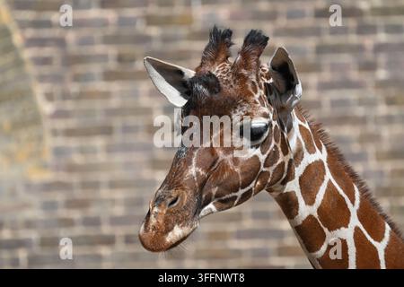 Northern giraffe ( Giraffa camelopardalis ) in the sun at London Zoo Stock Photo
