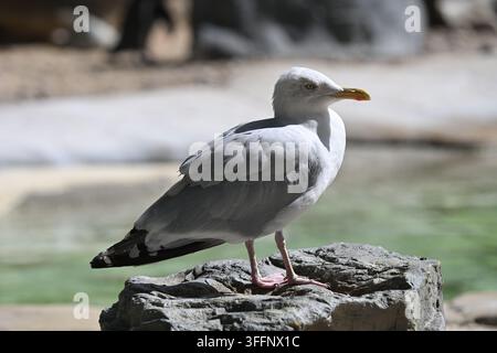 European herring gull standing in the Penguin beach enclosure at London Zoo Stock Photo