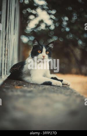 Black and white cat with yellow eyes sitting on a concrete surface. Stock Photo