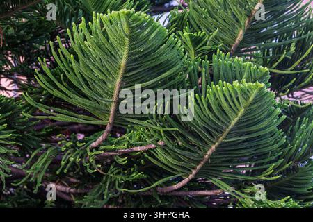 Close-up of Norfolk Island pine branches showcasing layered green foliage and delicate needle-like leaves, emphasizing natural texture, symmetry and f Stock Photo