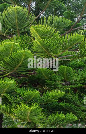 Lush green Norfolk Island pine foliage photographed close-up, highlighting layered fan-like branches, dense needles and botanical texture ideal for na Stock Photo