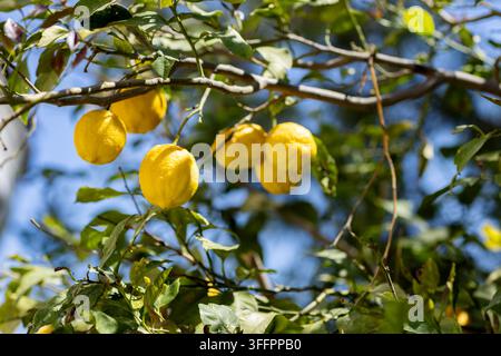 Ripe yellow lemons hang from leafy branches of a citrus tree, illuminated by warm sunlight in a lush garden. Blue sky and soft natural foliage create Stock Photo