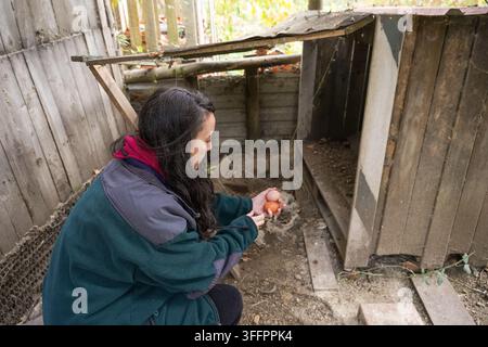 Woman farmer gathers fresh eggs inside a rustic chicken coop on a countryside homestead, highlighting organic poultry farming, sustainable food produc Stock Photo