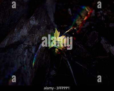 A young maple sapling with fresh green leaves emerges from dark textured tree bark, illuminated by dramatic sunlight and subtle rainbow reflections in Stock Photo