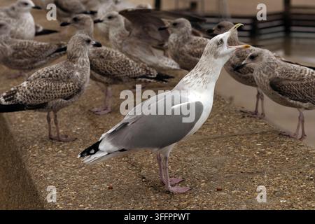 A group of Herring Gulls mostly juveniles with an adult on a North Norfolk sea wall, Norfolk, UK Stock Photo