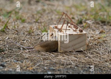 Mousetrap with a mouse caught in it Stock Photo