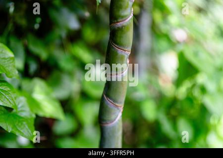 Close-up of a green bamboo stem surrounded by dense foliage with shallow depth of field and soft natural light, suitable for botanical, garden and nat Stock Photo