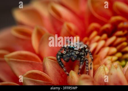 Jumping spider perched on bright orange flower in detailed macro close up Stock Photo