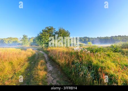Sunlit dirt path winds through golden grasses and wildflowers Stock Photo