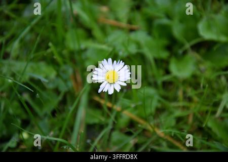 Close-Up of a Small White Daisy Flower Stock Photo