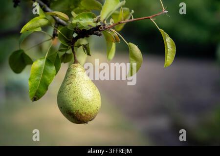 Pear fruit hangs beneath green leaves, natural closeup of single pear on branch with speckled surface and blurred background Stock Photo