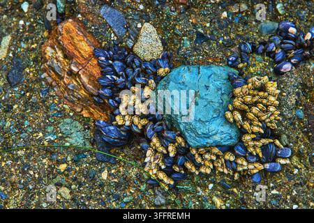 Tide Pool Mussels Barnacles and Colorful Rocks Close Up at Laguna Beach California Stock Photo
