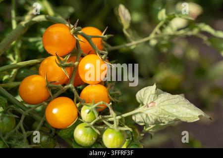 Cherry tomatoes ripening on vine, orange fruit cluster glows against soft garden bokeh. Cherry tomatoes hang among green leaves stems, showing mixed Stock Photo
