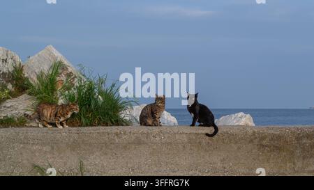 Three Stray Cats Sitting on a Seawall by the Sea Stock Photo