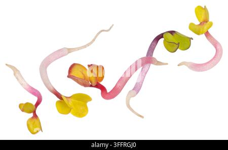 Falling radish sprouts isolated on white background Stock Photo