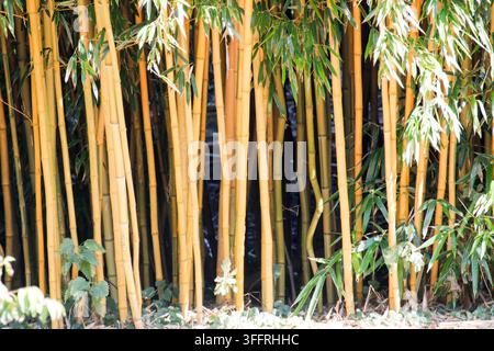 A dense thicket of vibrant golden bamboo stalks with lush green leaves growing closely together in a bright outdoor garden. Stock Photo