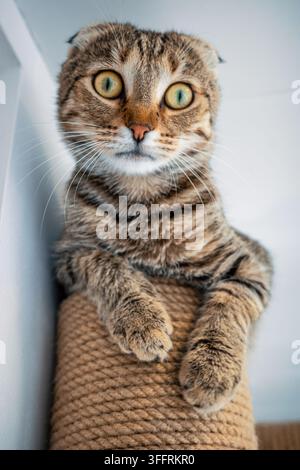 Expressive Scottish Fold cat portrait with direct eye contact, front paws on scratching post, feline personality, domestic pet lifestyle and companionship. Stock Photo