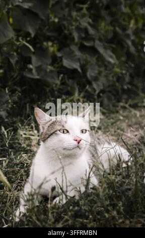 A white and gray cat sits calmly in tall green grass in a garden setting, gazing off to the side. Perfect for pet product ads, veterinary brochures an Stock Photo