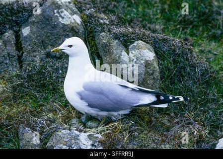 Common Gull, Larus canus, nesting on the Northumberland moors, England, United Kingdom. Stock Photo