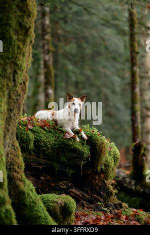 A Jack Russell Terrier and Yorkshire Terrier stand alert on a mossy tree stump in the forest. The dogs are surrounded by tall trees and soft light. Stock Photo