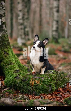 A black and white corgi poses beside a tree wrapped in green moss. The dry leaves add texture to the forest floor. Stock Photo